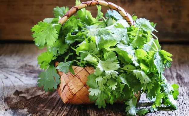 El Cilantro Conoce Las Propiedades De Esta Hierba Aromática El